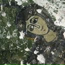 Фотография Чумаченко Марии