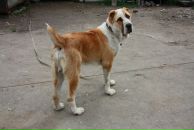 Софья Фе фотография #39 (источник - https://vk.com/id1765062)