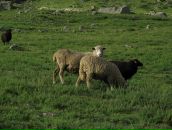 Анна Кобелева фотография #43 (источник - https://vk.com/id1576471)