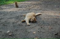 Red Raspberry фотография #31 (источник - https://vk.com/id651157)