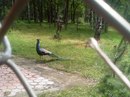 Вікторія Величко фотография #31 (источник - https://vk.com/id136756236)