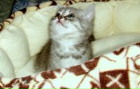 Фотография Яковлевой Валерии