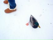 Фотография Эйвазовой Анны