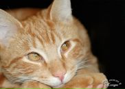 Фотография Горбунова Евгения