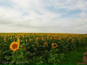 Антон Мищенко фотография #13 (источник - https://vk.com/id21482463)