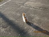 Фотография Рыженковой Анастасии