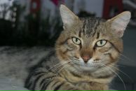 Евгения Чеми фотография #50 (источник - https://vk.com/id5386784)