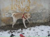 Оксана Шніцар фотография #48 (источник - https://vk.com/id94074010)