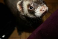 Фотография Грищенко Дарьи