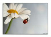 Фотография Дьяченко Артём