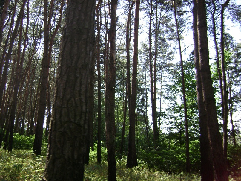 Алексей Мойсенко фотография #40