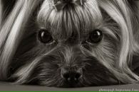 Фотография Сподынюк Ирины
