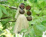 Фотография Ухлиной Елены