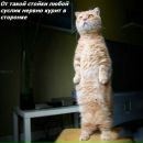 Фотография Татьяна Волковой Репетитор Русский Язык