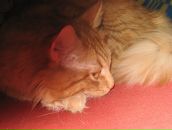 Фотография Покровской Любови