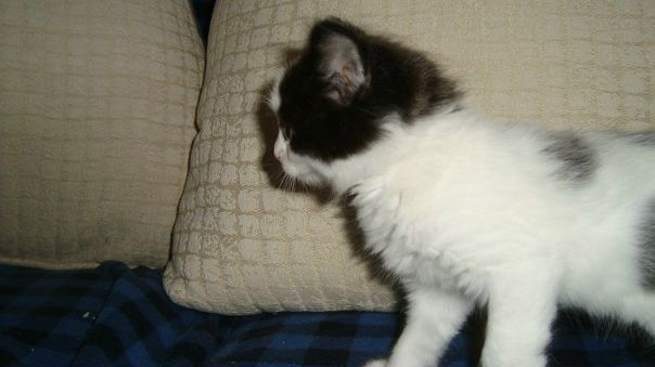 Dmitriy Rogov фото №3