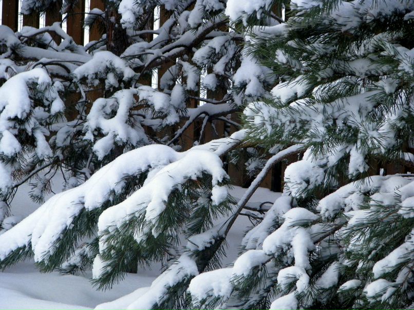 Станислав Орлов фотография #30