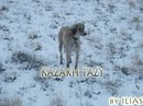 Kazakhy Tazy фотография #49 (источник - https://vk.com/id166144282)