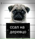 Фотография Krasavchik Mister