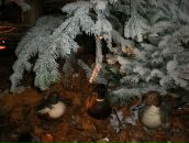 Анна Цымбал фотография #14 (источник - https://vk.com/id2266870)