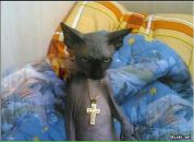 Фотография Оникого Сергея