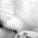 Альона Кіссс фотография #48 (источник - https://vk.com/id112118890)