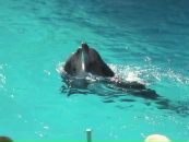 Іра Саморіз фотография #24 (источник - https://vk.com/id99859328)