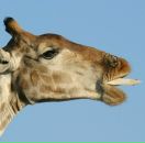 Фотография Григорьева Антона