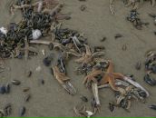 Дмитрий Гармидер фотография #18 (источник - https://vk.com/id3202994)