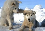 Марія Колтко-гарагуц фотография #26 (источник - https://vk.com/id150440012)