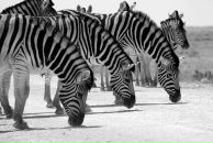 Фотография Барсук Анны