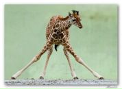 Фотография Тамановой Анастасии