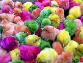 Фотография Гайнуллиной Альбины