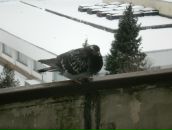 Янгол Кєдах фотография #45 (источник - https://vk.com/id85010421)