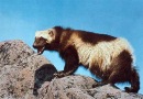 Ігор Кеба фотография #6 (источник - https://vk.com/id102450849)