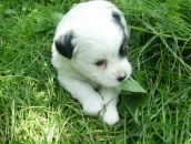 Соломія Юрченко фотография #17 (источник - https://vk.com/id80727518)