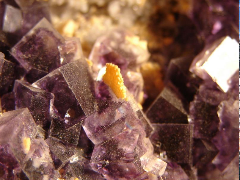 Лев Августский фотография #25