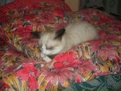 Фотография Гармашова Сергея