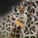 Фотография Овечкиной Юлии