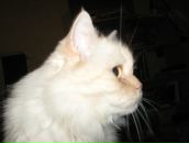 Фотография Кулаковой Елены