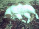 Ірина Гаврилюк фотография #47 (источник - https://vk.com/id69604301)