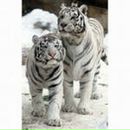 Фотография Харламовой Елены