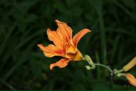 Тетяна Олексієнко фотография #43 (источник - https://vk.com/id16552331)