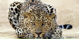 Фотография Артамонова Тимофея