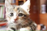 Фотография Джейн Алёны