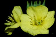 Йохан Кашпировский фотография #25 (источник - https://vk.com/id3096701)