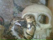 Фотография Коннова Андрея