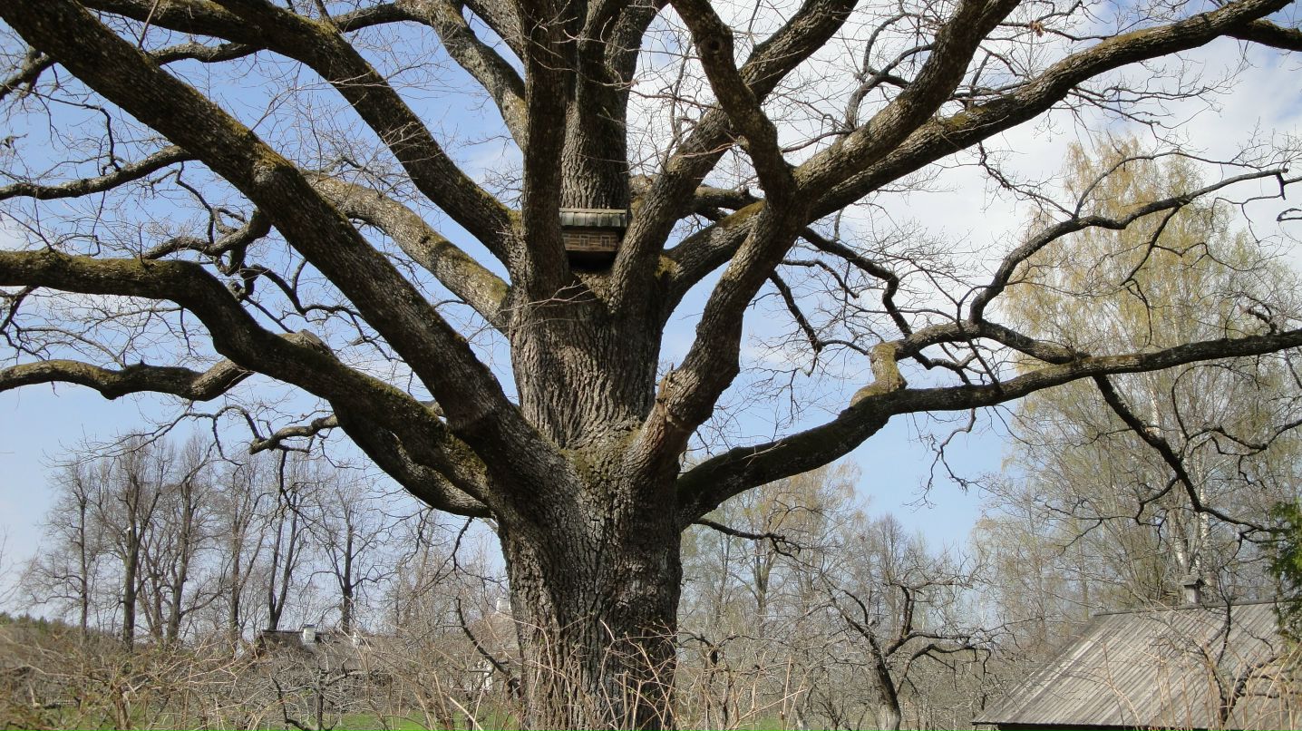 Toxa Kotelev фотография #21
