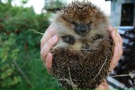 Фотография Кузнецова Даниила