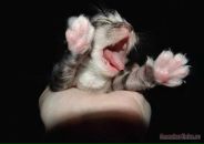 Міша Руда фотография #46 (источник - https://vk.com/id85428358)